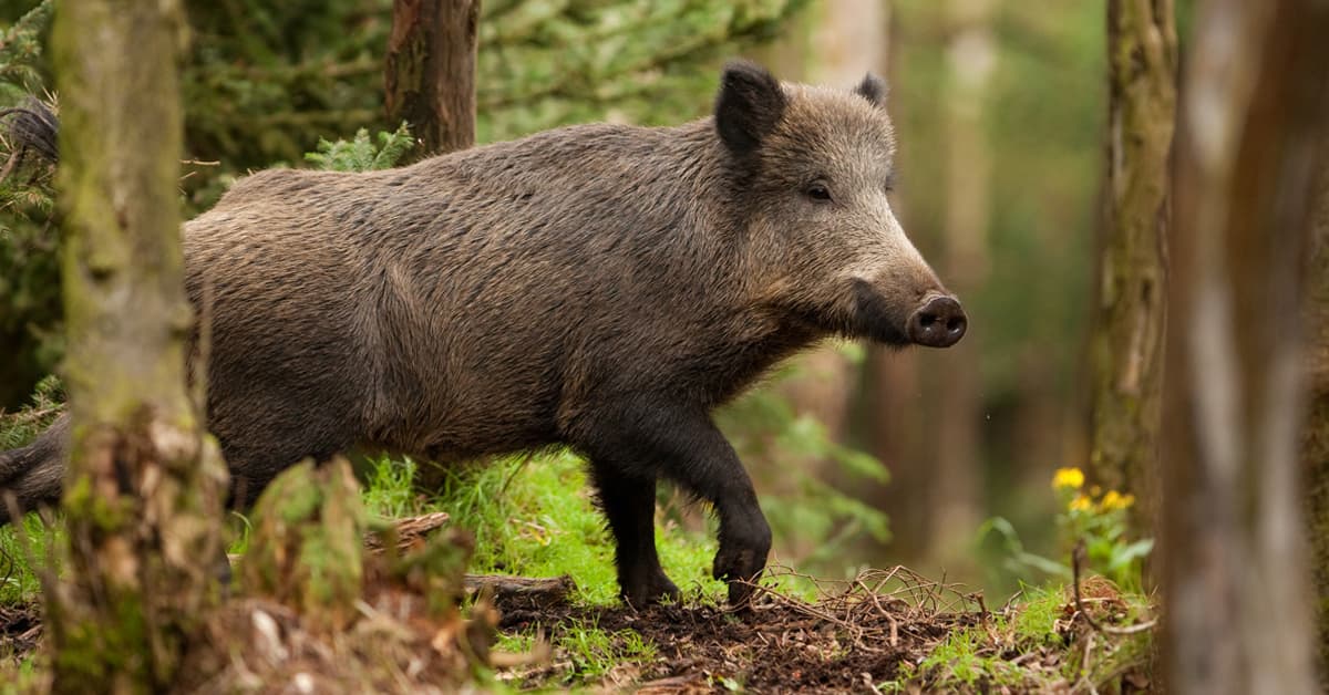 Working Together to Combat the Wild Boars