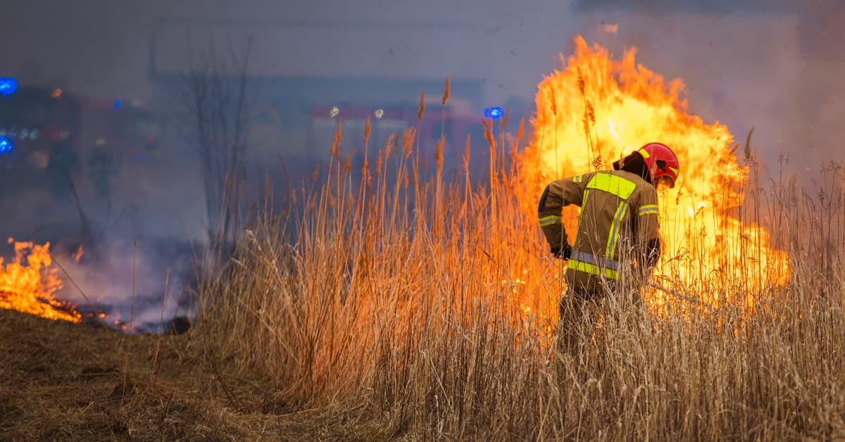Firefighters Burning Dead dry Grass in Slave Lake Forest Area